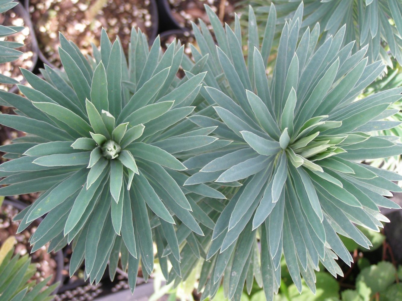 Euphorbia 'Jonny's Golden Balls'